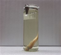 藏品(歐氏鰧)的圖片